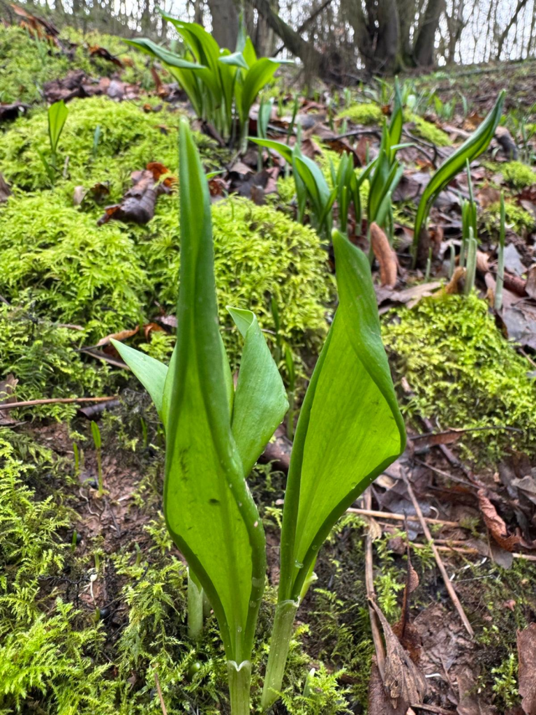 Wild Garlic growing.