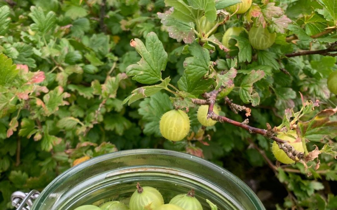 Fermented Gooseberries & Elderflowers